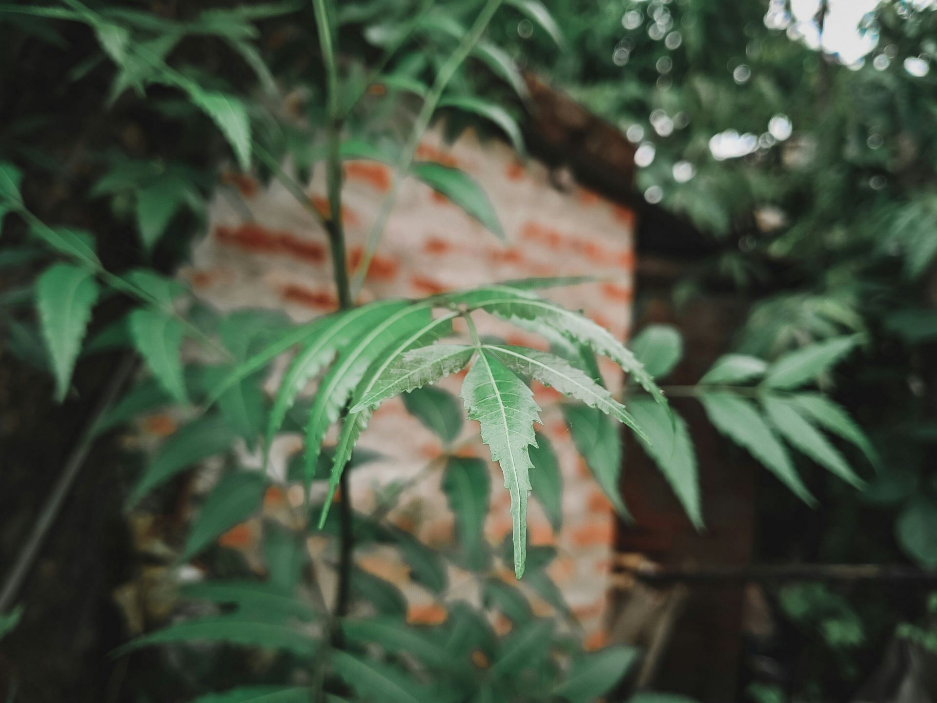 Homemade toner made with neem leaves (Image by Sourajit Hazra/Unsplash)